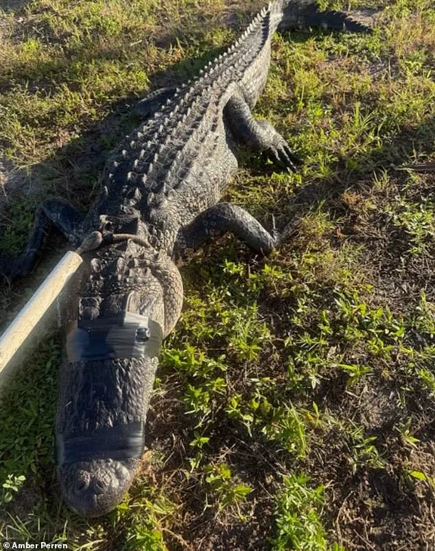 Optometrist Survives Alligator Attack on Florida River, Spotlighting Hidden Dangers
