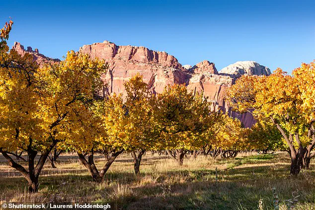 Urgent Update: Capitol Reef's Historic Fruit Trees Fail to Bear Fruit, Leaving Tourists Disappointed