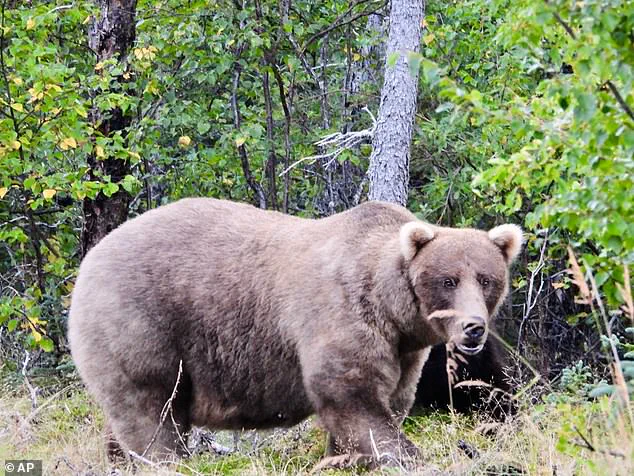 ‘A race against time for these bears’ says park ranger as Alaska’s Fat Bear Week intensifies