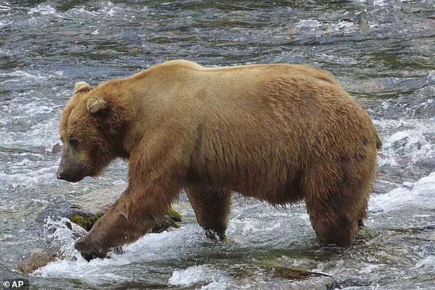 ‘A race against time for these bears’ says park ranger as Alaska’s Fat Bear Week intensifies