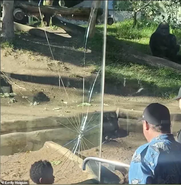 San Diego Zoo Gorilla Shatters Glass Barrier in Unexpected Outburst, Sending Visitors into Panic