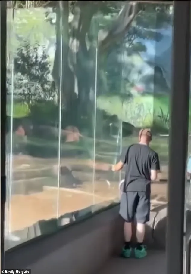 San Diego Zoo Gorilla Shatters Glass Barrier in Unexpected Outburst, Sending Visitors into Panic