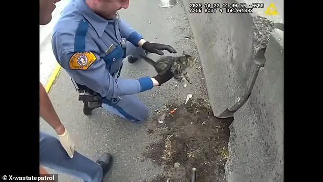 Washington State Highway Patrol Troopers Rescue Kitten Trapped in Road Barrier on I-5, Footage Obtained by Daily Mail