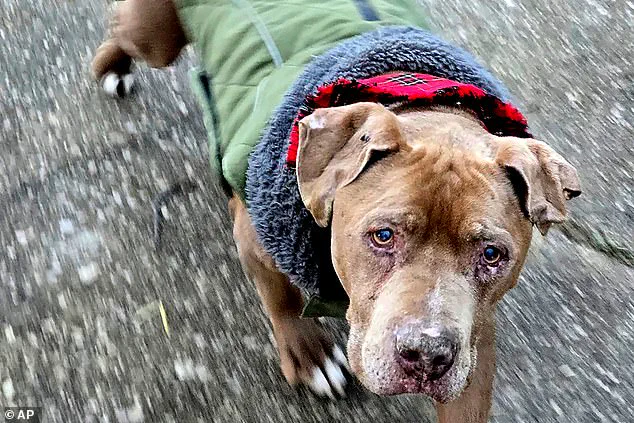 Veterinarian Sentenced to Jail for Refusing to Return Dog, Sparking Debate on Animal Welfare and Legal Accountability