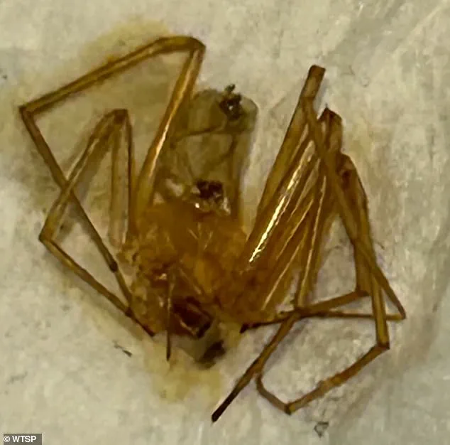 Florida Woman Sues Apartment Complex Alleging Negligence in Spider Infestation That Resulted in Injuries