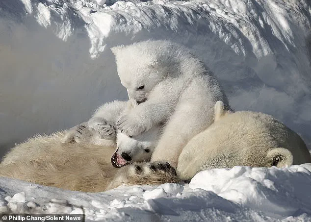 Adorable Polar Bear Cubs Cuddle with Mother in Churchill, Canada's 'Polar Bear Capital'