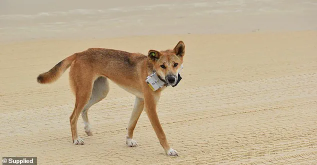 Late-Breaking: 19-Year-Old Piper James Found on K'gari Island with Defensive Injuries and Autopsy Findings Reveal Pre-Mortem Dingo Bite Marks