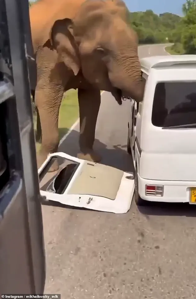 Sri Lanka Elephant Assault: Tourists in Life-or-Death Struggle After Feeding Incident