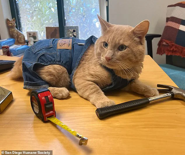 From Survival to Celebration: How a Coyote Attack Led to a Unique Graduation Ceremony for Resilient Tabby Kyle