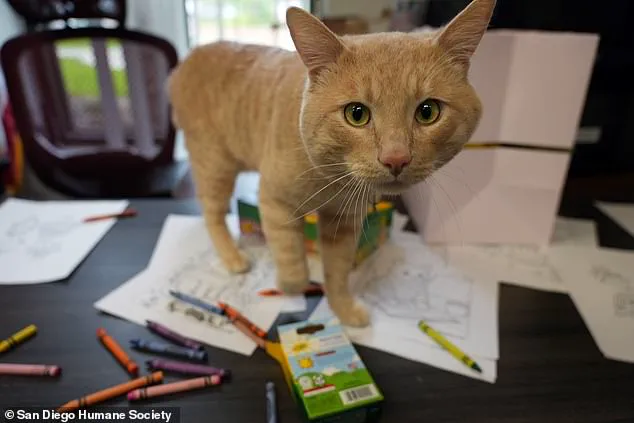 From Survival to Celebration: How a Coyote Attack Led to a Unique Graduation Ceremony for Resilient Tabby Kyle