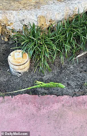 A Chilling Spectacle: South Florida Residents Witness Iguanas Plummeting from Trees as Cold Snap Turns Invasive Reptiles to Stone, Says Local Biologist