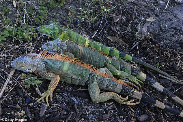 A Chilling Spectacle: South Florida Residents Witness Iguanas Plummeting from Trees as Cold Snap Turns Invasive Reptiles to Stone, Says Local Biologist