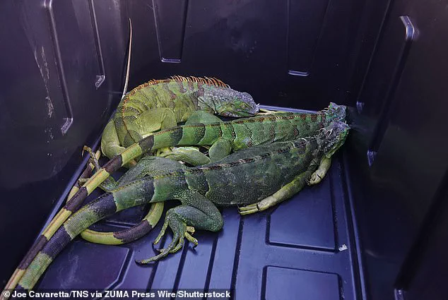 A Chilling Spectacle: South Florida Residents Witness Iguanas Plummeting from Trees as Cold Snap Turns Invasive Reptiles to Stone, Says Local Biologist