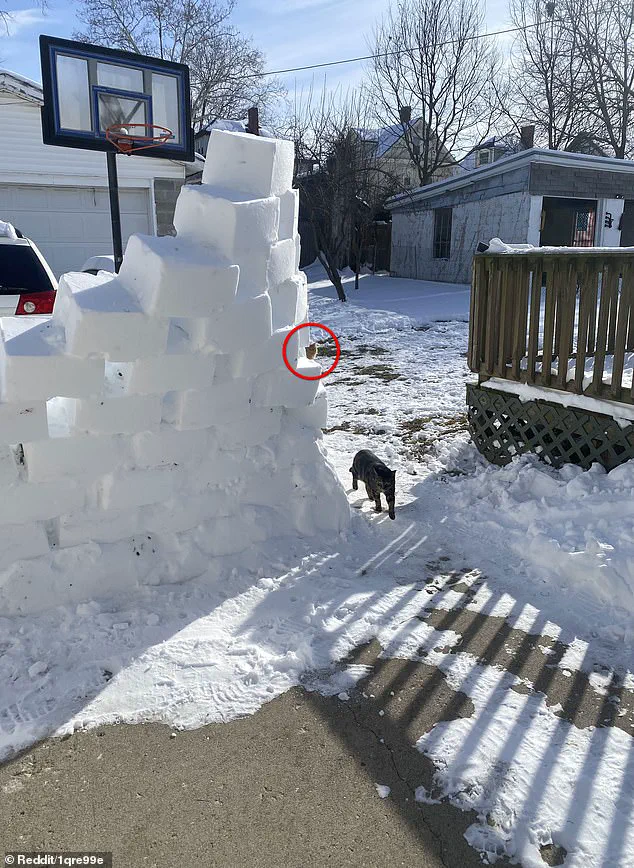 Viral Reddit Image Challenges Internet Users to Spot Hidden Cat in Snowy Yard