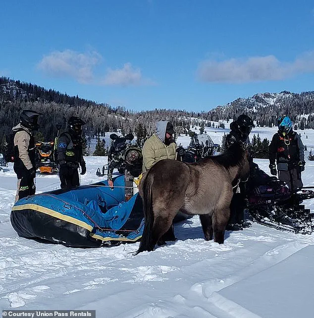 Mouse's Seven-Month Survival Journey: How a Stubborn Quarter Horse Conquered the Wilds of Wyoming