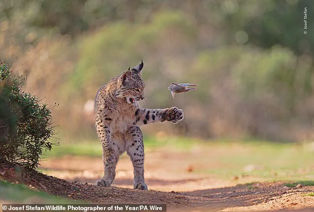 Public Invited to Choose Wildlife Photographer of the Year: From Heartwarming to Stark Stories