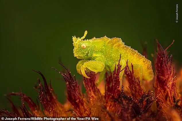 Public Invited to Choose Wildlife Photographer of the Year: From Heartwarming to Stark Stories