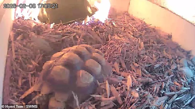 Fire, Flight, and Viral Fame: Leo the Tortoise's Narrow Escape from a Malfunctioning Lamp