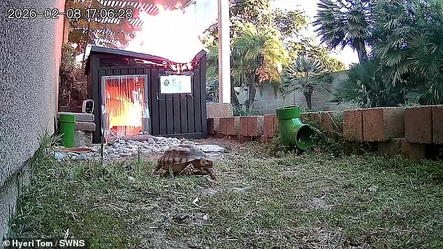 Fire, Flight, and Viral Fame: Leo the Tortoise's Narrow Escape from a Malfunctioning Lamp