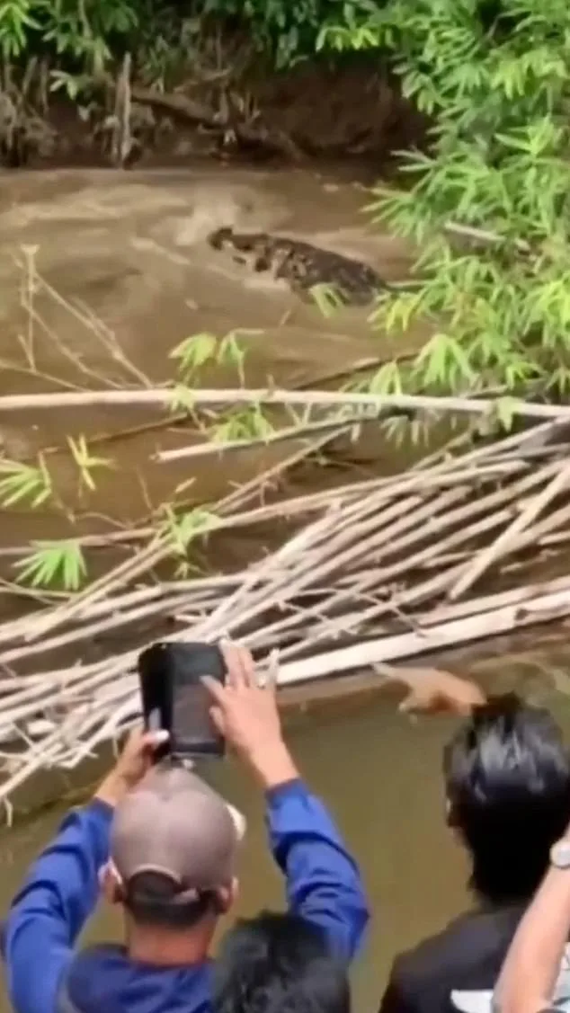Indonesian Woman Killed in Crocodile Attack in Aceh Province