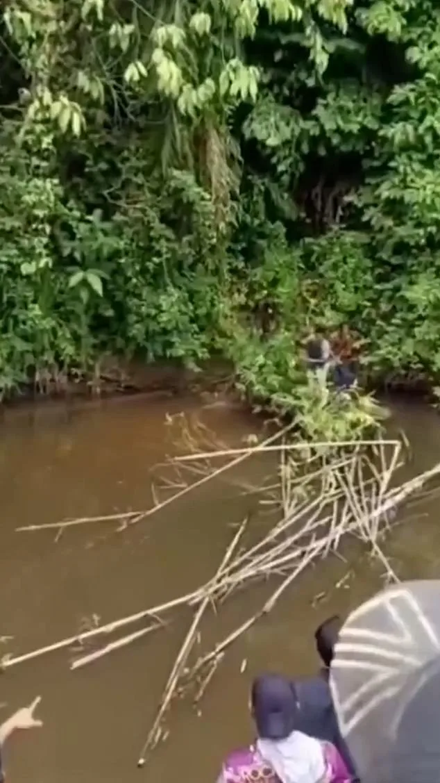 Indonesian Woman Killed in Crocodile Attack in Aceh Province