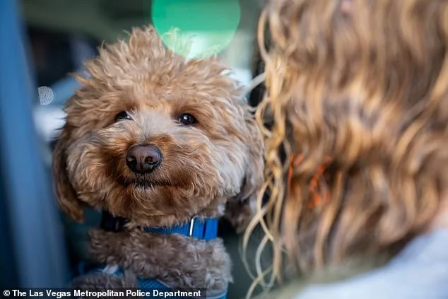 From Abandonment to Adoption: The Remarkable Rescue of Jet Blue