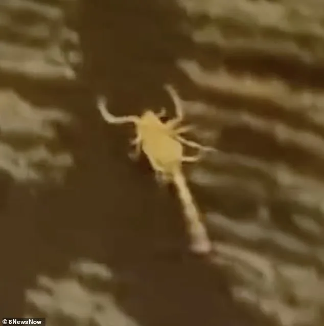 Nevada Woman Stung by Scorpion at Hotel, Incurs $466 Medical Bills After Flight Ordeal