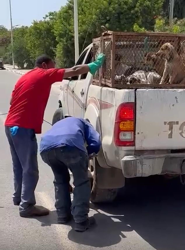 Morocco faces accusations of slaughtering stray dogs amid World Cup preparations.