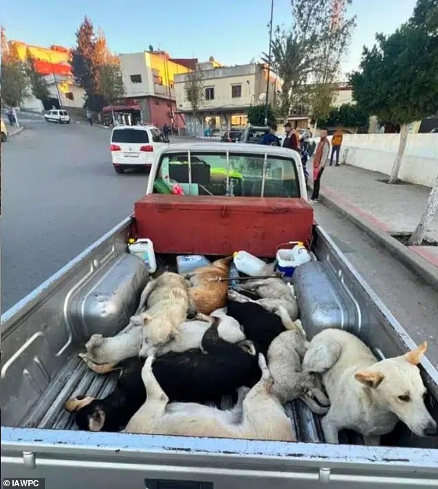 Morocco faces accusations of slaughtering stray dogs amid World Cup preparations.