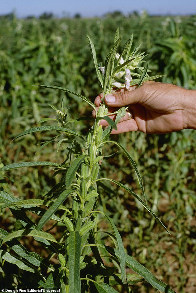 Nutritionist praises tahini as a nutrient-dense, versatile staple for your diet.