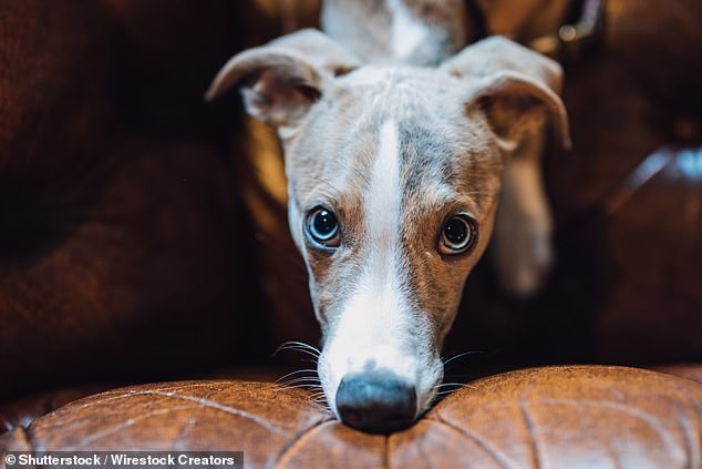 Whippet registrations surge 18% to become UK's 11th most popular breed.