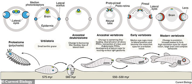 Scientists decode ancient third eye's role in regulating human sleep cycles