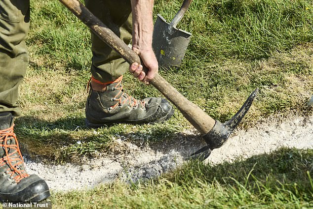 Volunteers apply 17 tonnes of chalk to restore fading Cerne Abbas Giant.