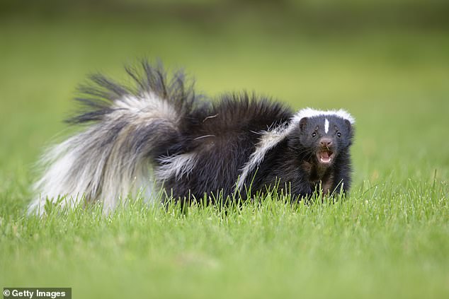 Michigan man dies after kidney from Idaho skunk victim carries fatal infection.