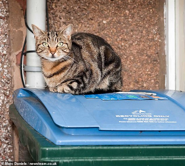 Woman's viral act of trapping a cat in a bin forever changes her life.